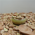 Fava bean Broad bean 50-60/60/70 HPS MC with high quality 2016